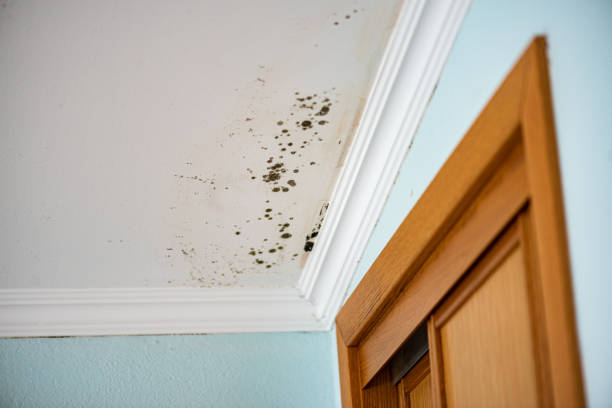 Best Black Mold Remediation in Pea Ridge, AR