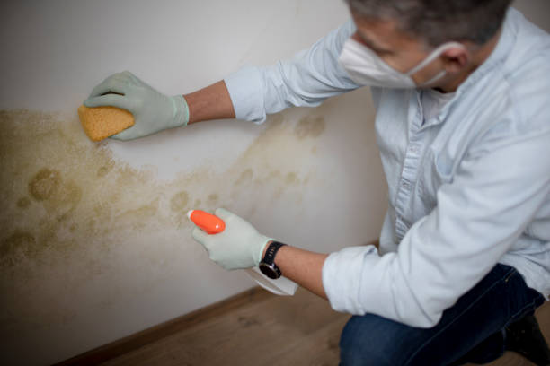 Best Localized Mold Remediation (e.g., coastal areas, humid climates) in Pea Ridge, AR