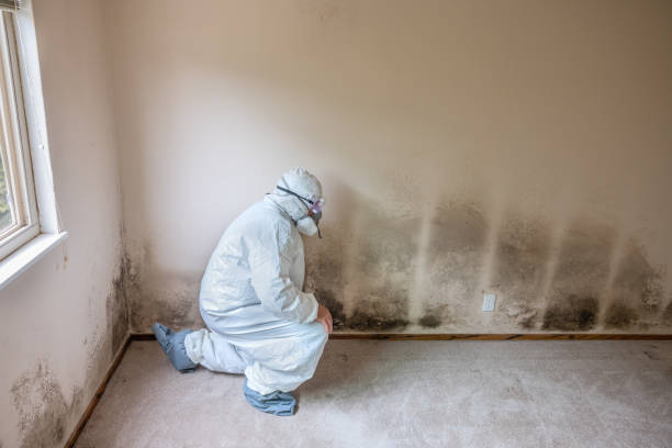 Best Attic Mold Remediation in Pea Ridge, AR