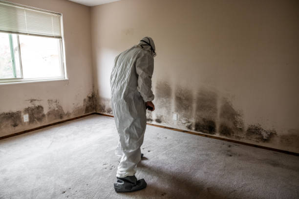 Best Residential Mold Remediation in Pea Ridge, AR